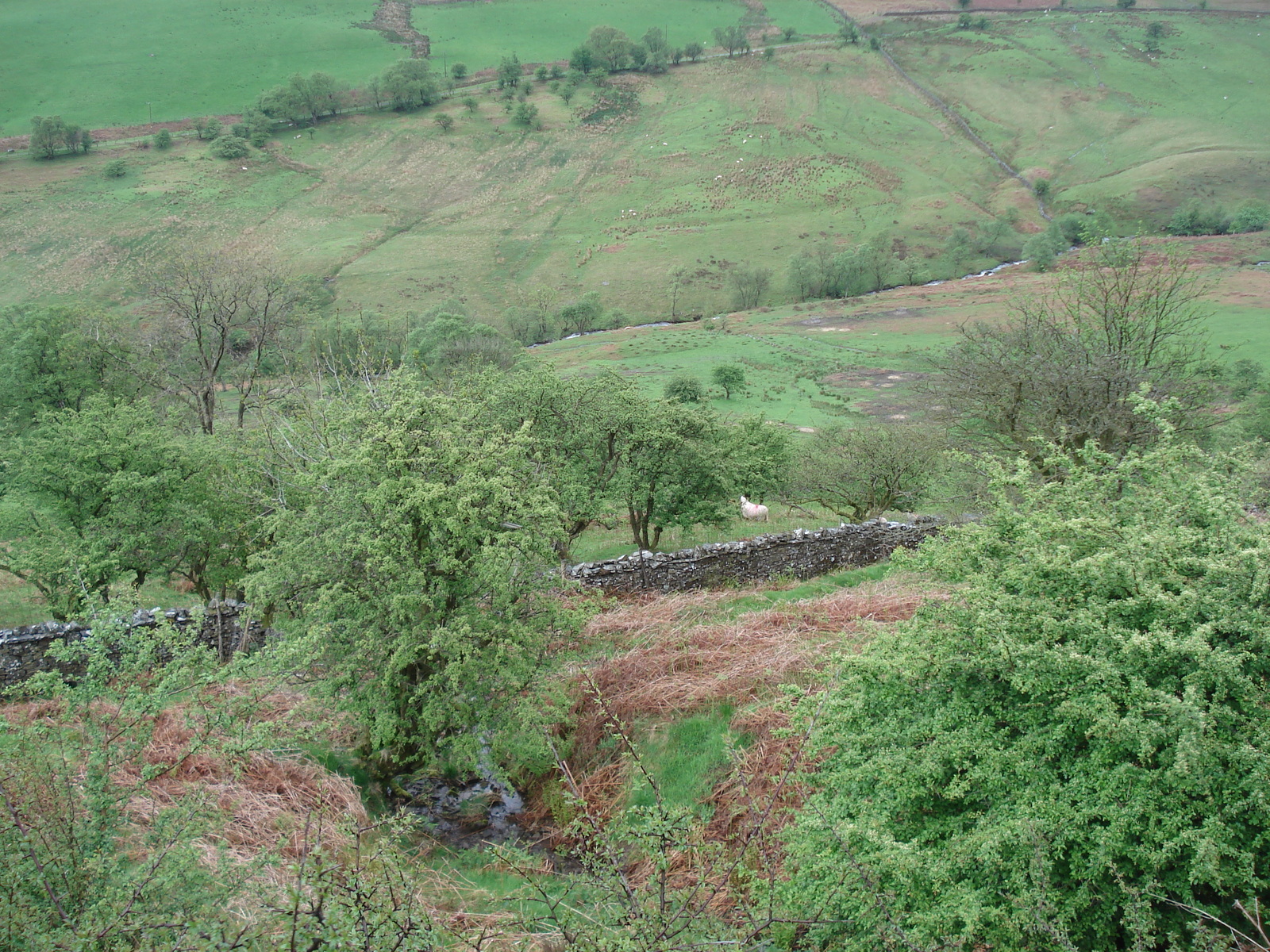 Picture United Kingdom Brecon Beacons National Parc 2006-05 119 - Discover Brecon Beacons National Parc