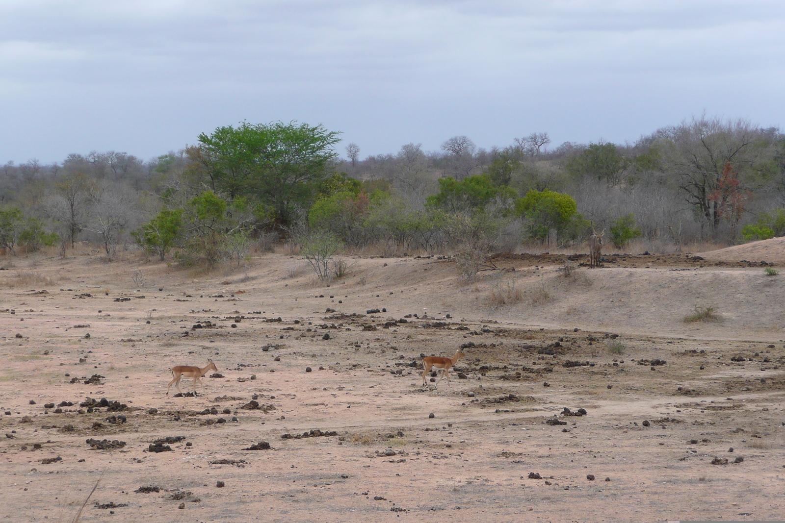 Picture South Africa Kruger National Park Mpondo 2008-09 19 - Sight Mpondo