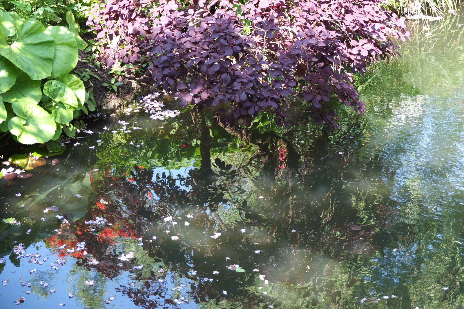 Picture France Giverny 2013-06 85 - Flight Giverny