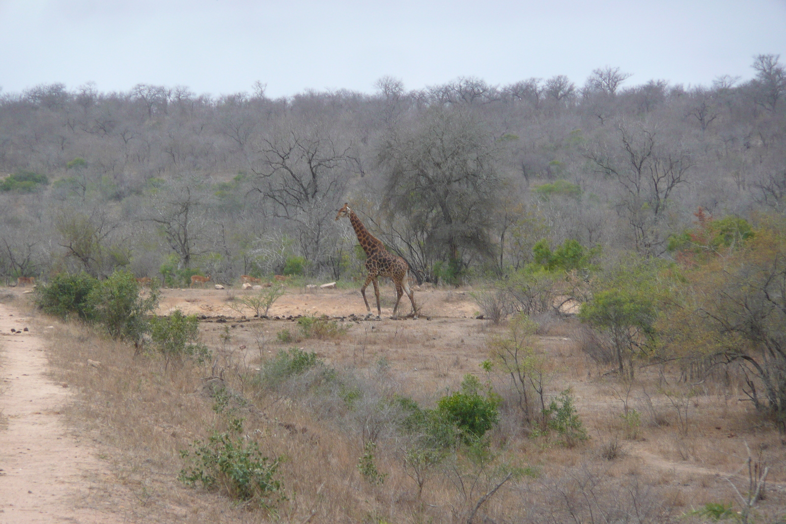 Picture South Africa Kruger National Park Mpondo 2008-09 9 - Store Mpondo