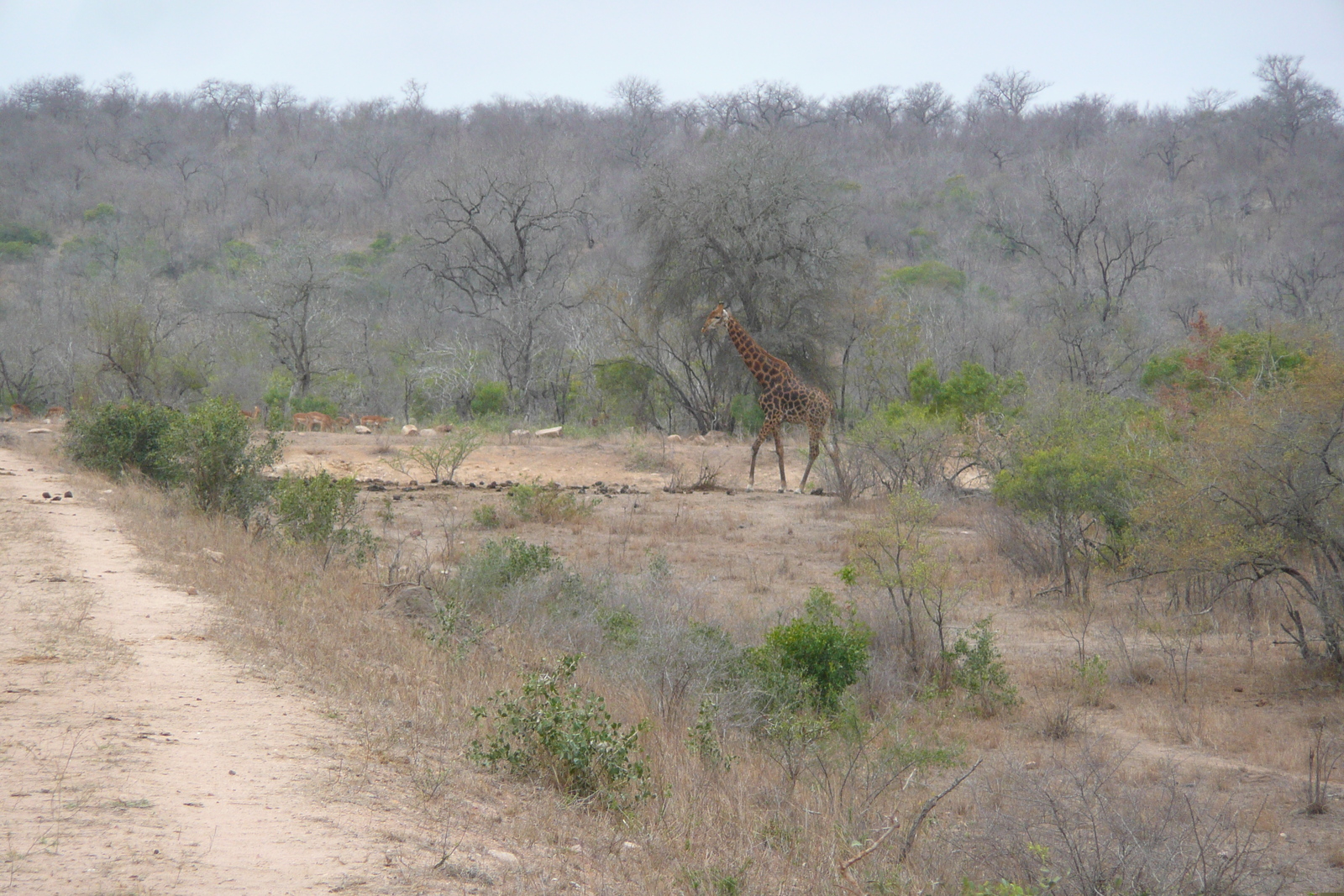 Picture South Africa Kruger National Park Mpondo 2008-09 7 - Trip Mpondo