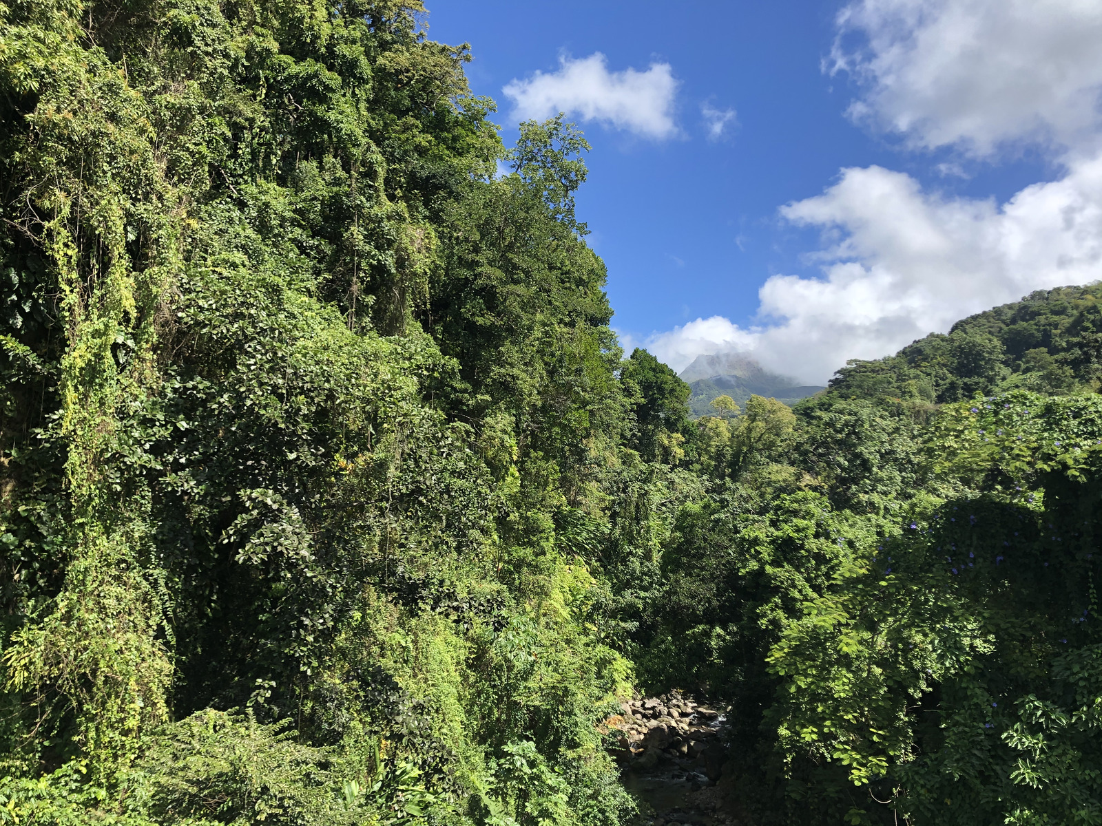 Picture Guadeloupe La Grande Soufriere 2021-02 43 - Pictures La Grande Soufriere