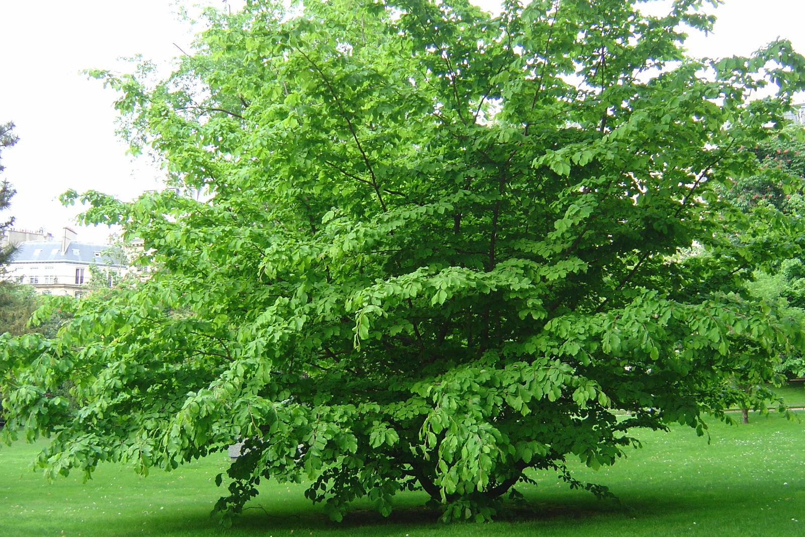 Picture France Paris Luxembourg Garden 2007-04 148 - Photographer Luxembourg Garden