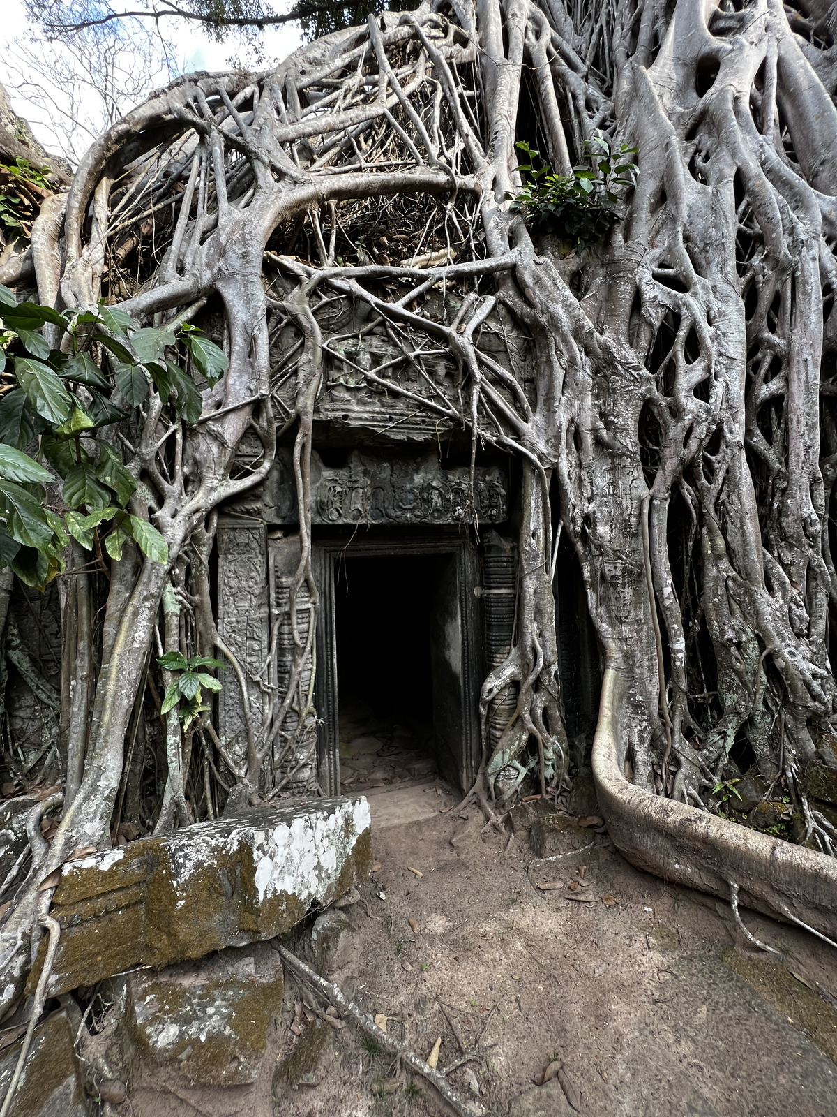 Picture Cambodia Siem Reap Ta Prohm 2023-01 29 - View Ta Prohm