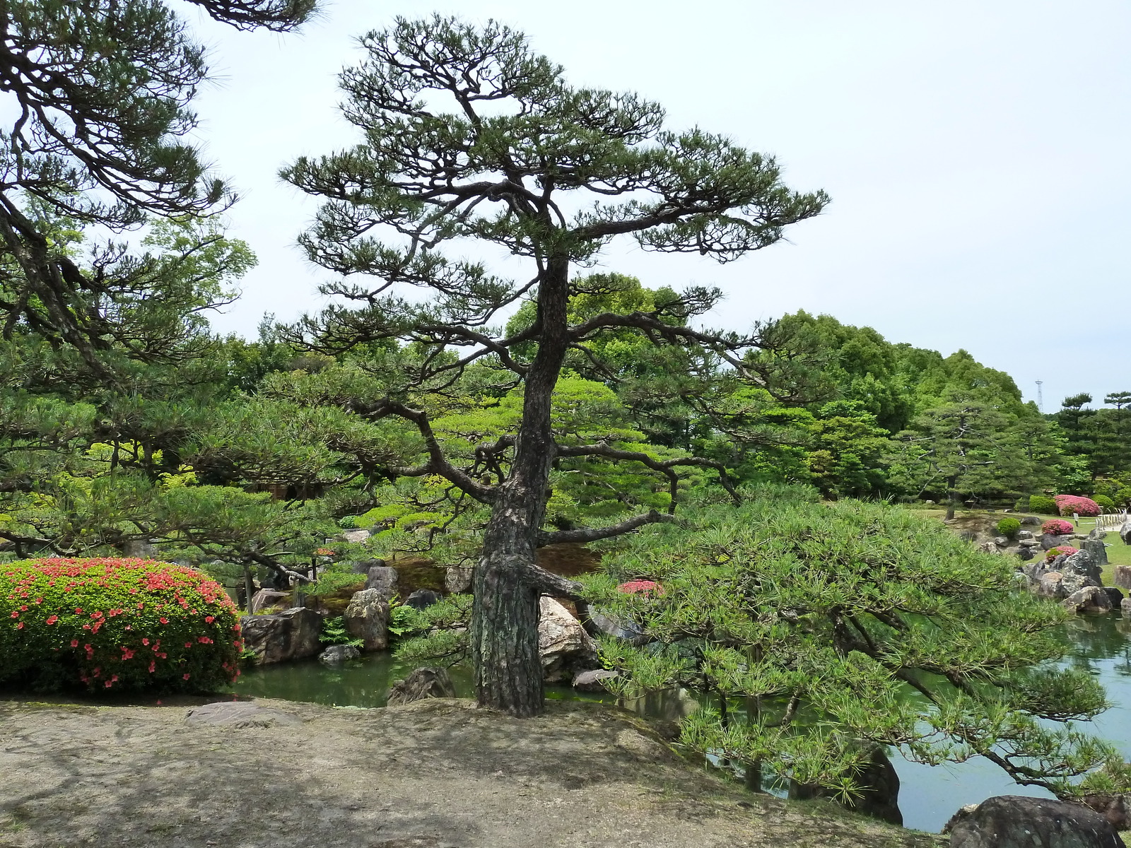 Picture Japan Kyoto Nijo Castle Ninomaru Garden 2010-06 8 - Tourist Ninomaru Garden