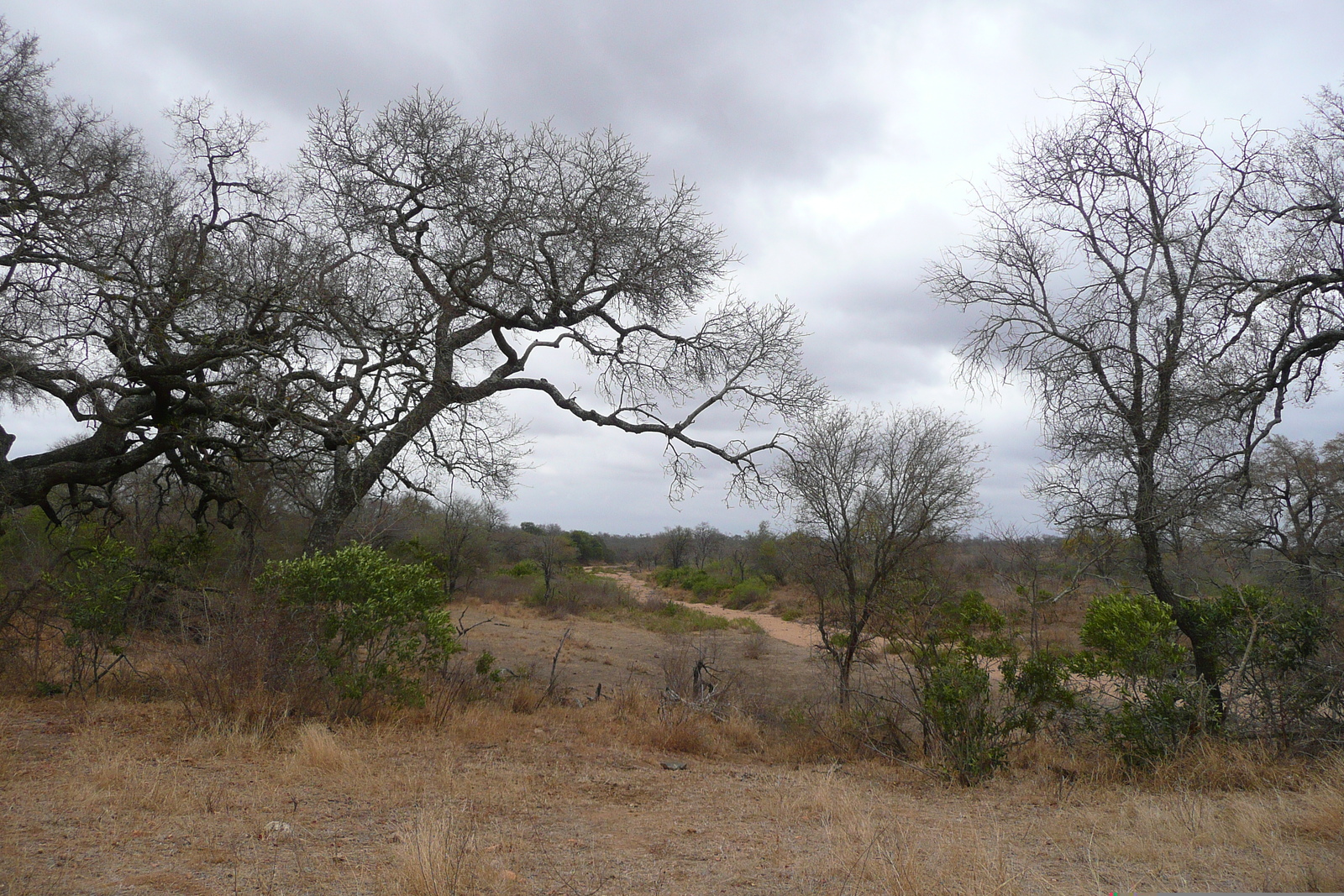 Picture South Africa Kruger National Park 2008-09 172 - Visit Kruger National Park