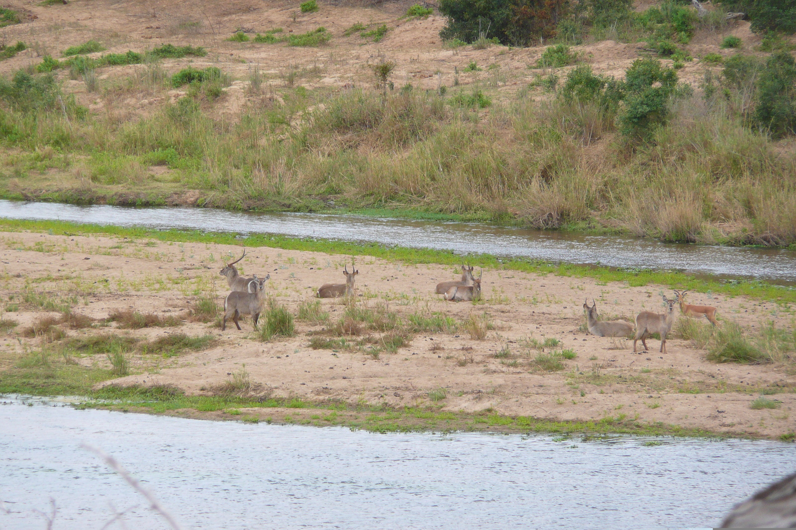 Picture South Africa Kruger National Park Crocodile River 2008-09 46 - Road Crocodile River