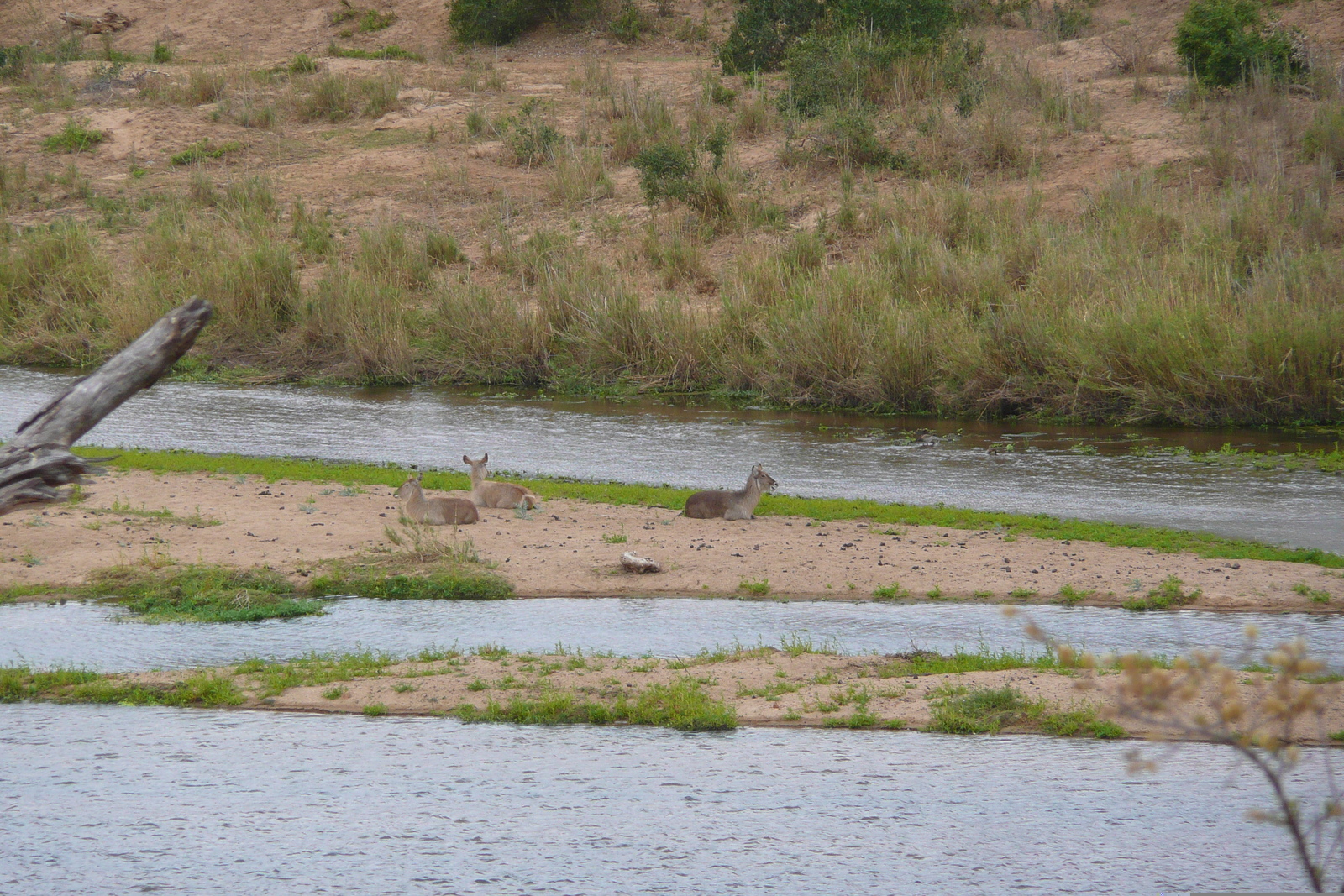 Picture South Africa Kruger National Park Crocodile River 2008-09 50 - Perspective Crocodile River