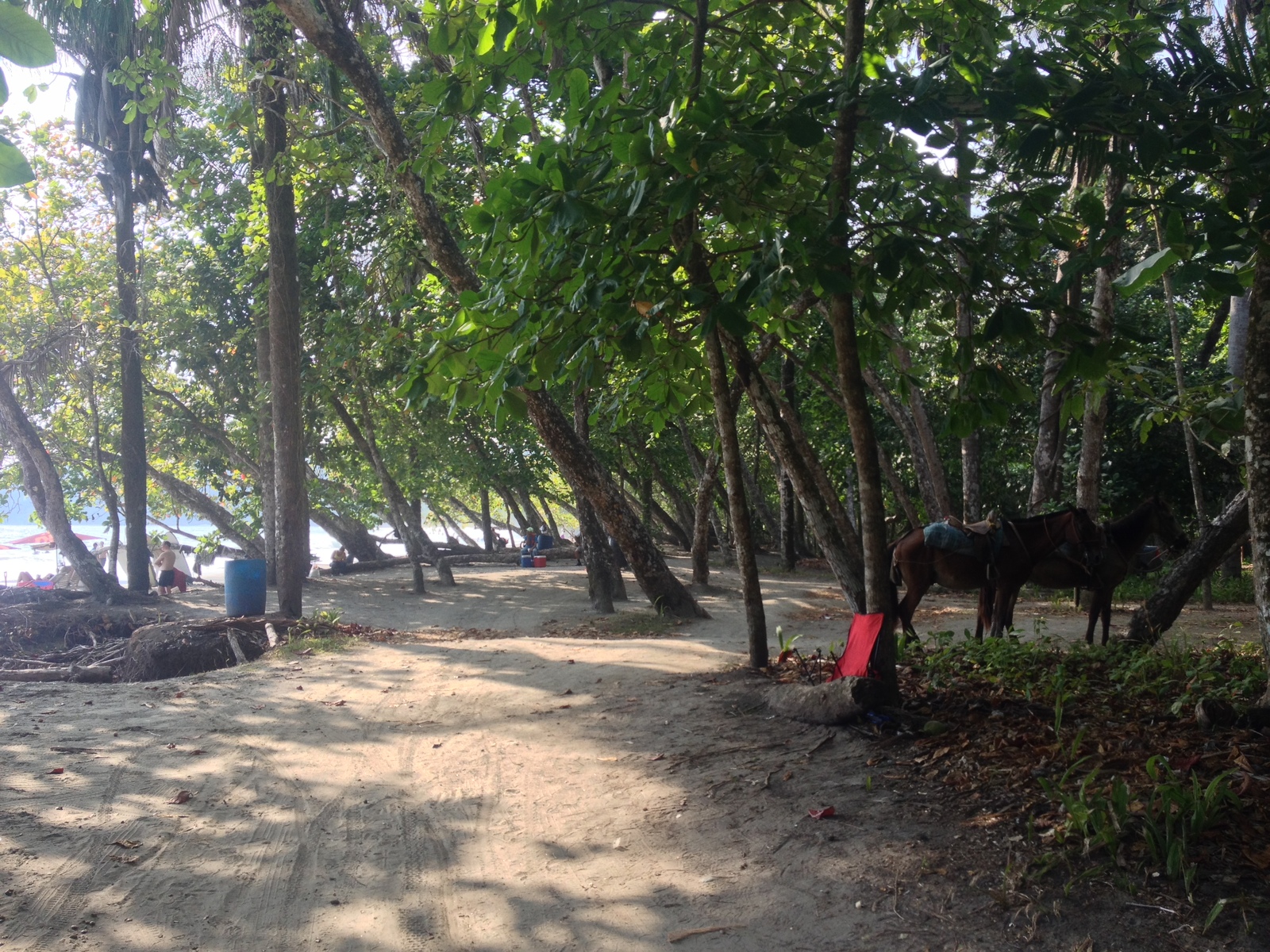 Picture Costa Rica Manuel Antonio 2015-03 242 - Photos Manuel Antonio