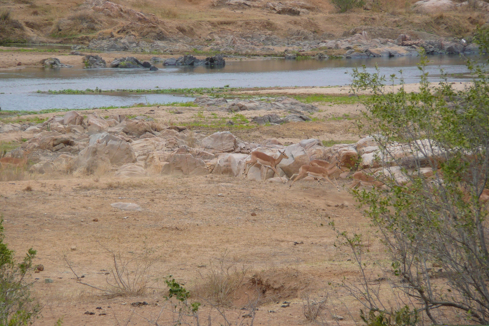 Picture South Africa Kruger National Park Crocodile River 2008-09 34 - Road Map Crocodile River