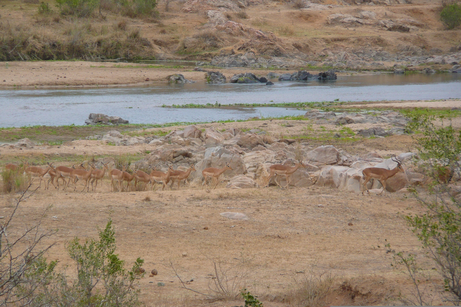 Picture South Africa Kruger National Park Crocodile River 2008-09 42 - Photographers Crocodile River