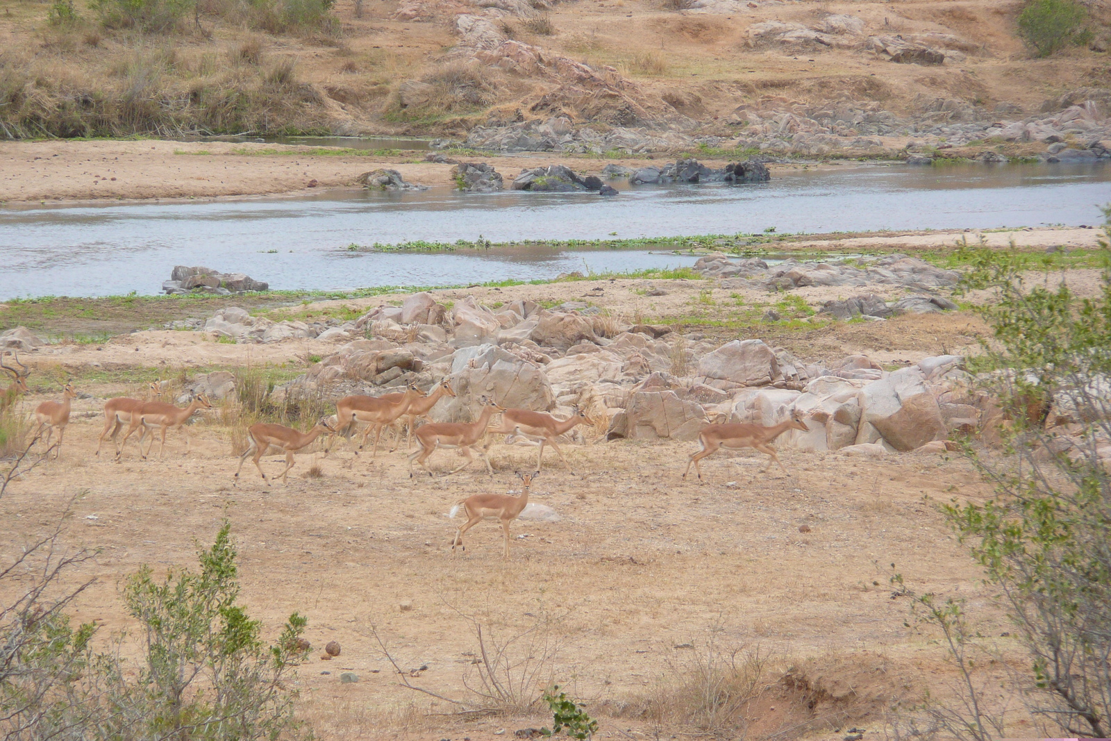 Picture South Africa Kruger National Park Crocodile River 2008-09 39 - Tourist Places Crocodile River