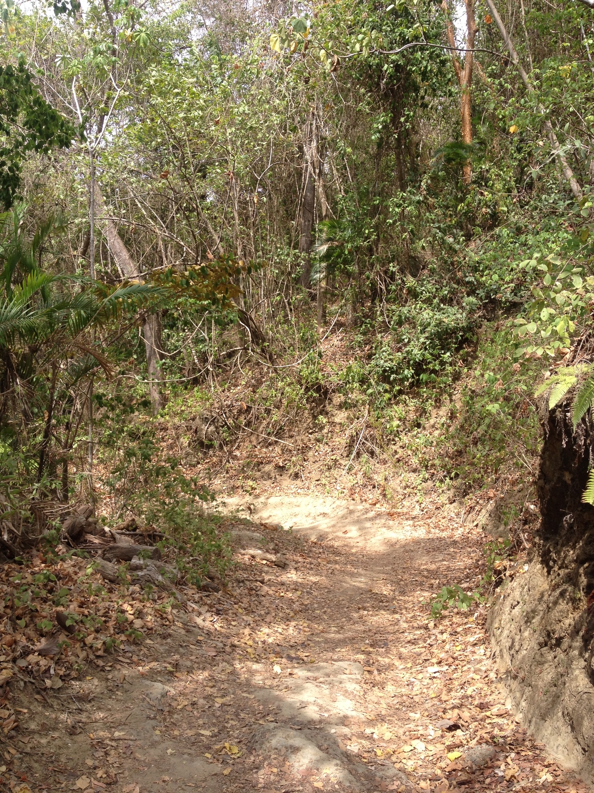 Picture Costa Rica Montezuma 2015-03 527 - Road Montezuma