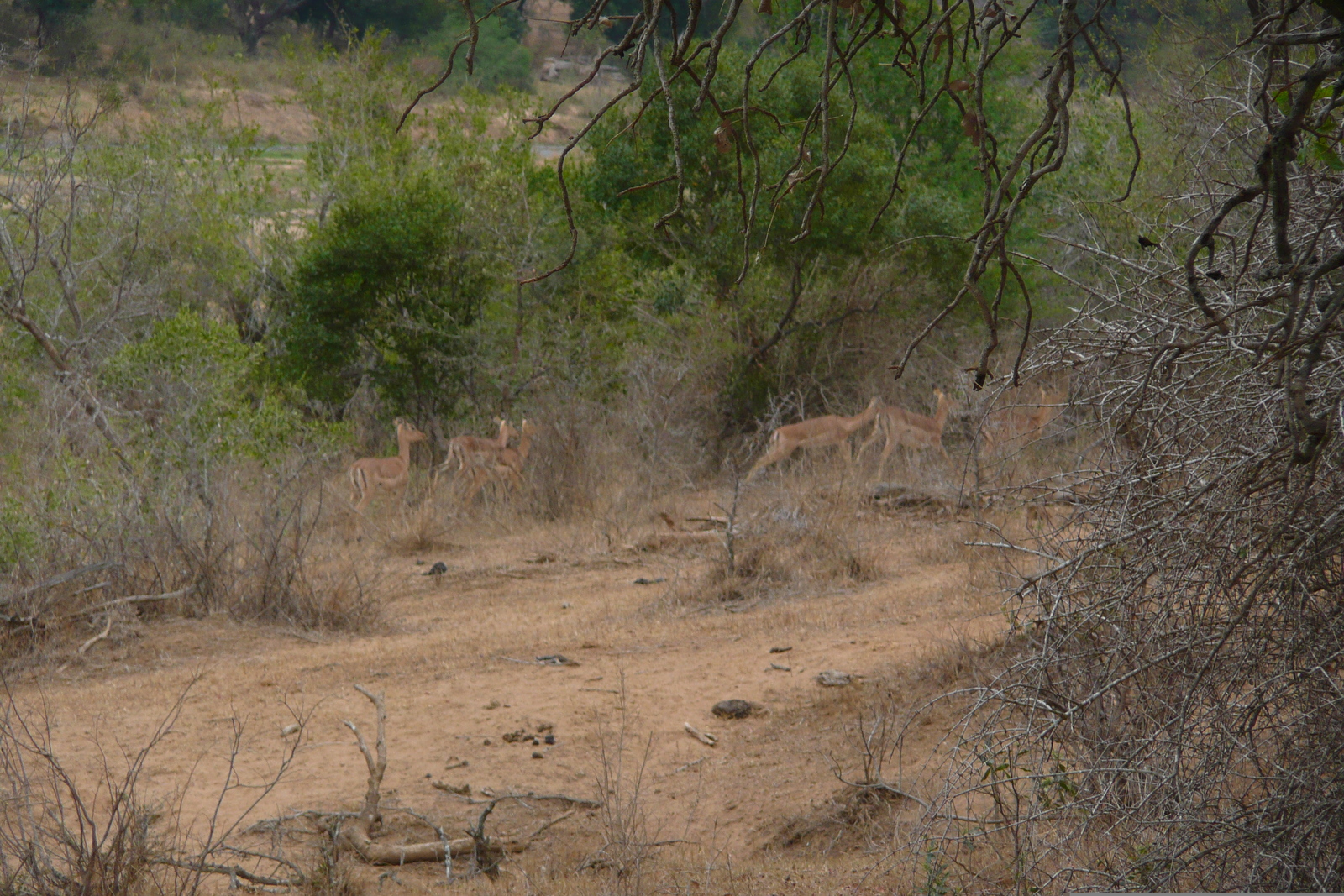 Picture South Africa Kruger National Park Crocodile River 2008-09 17 - Sightseeing Crocodile River