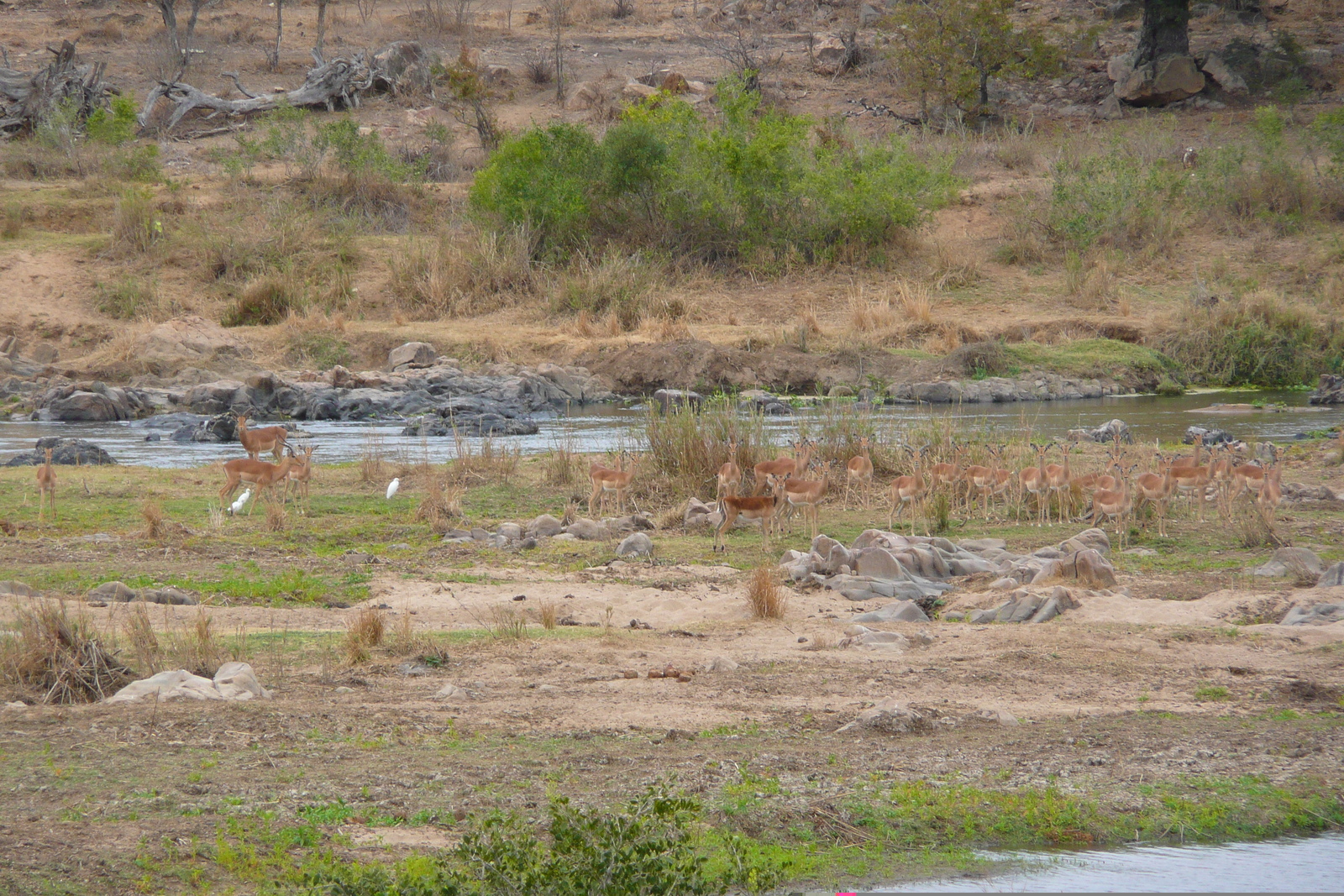 Picture South Africa Kruger National Park Crocodile River 2008-09 7 - View Crocodile River