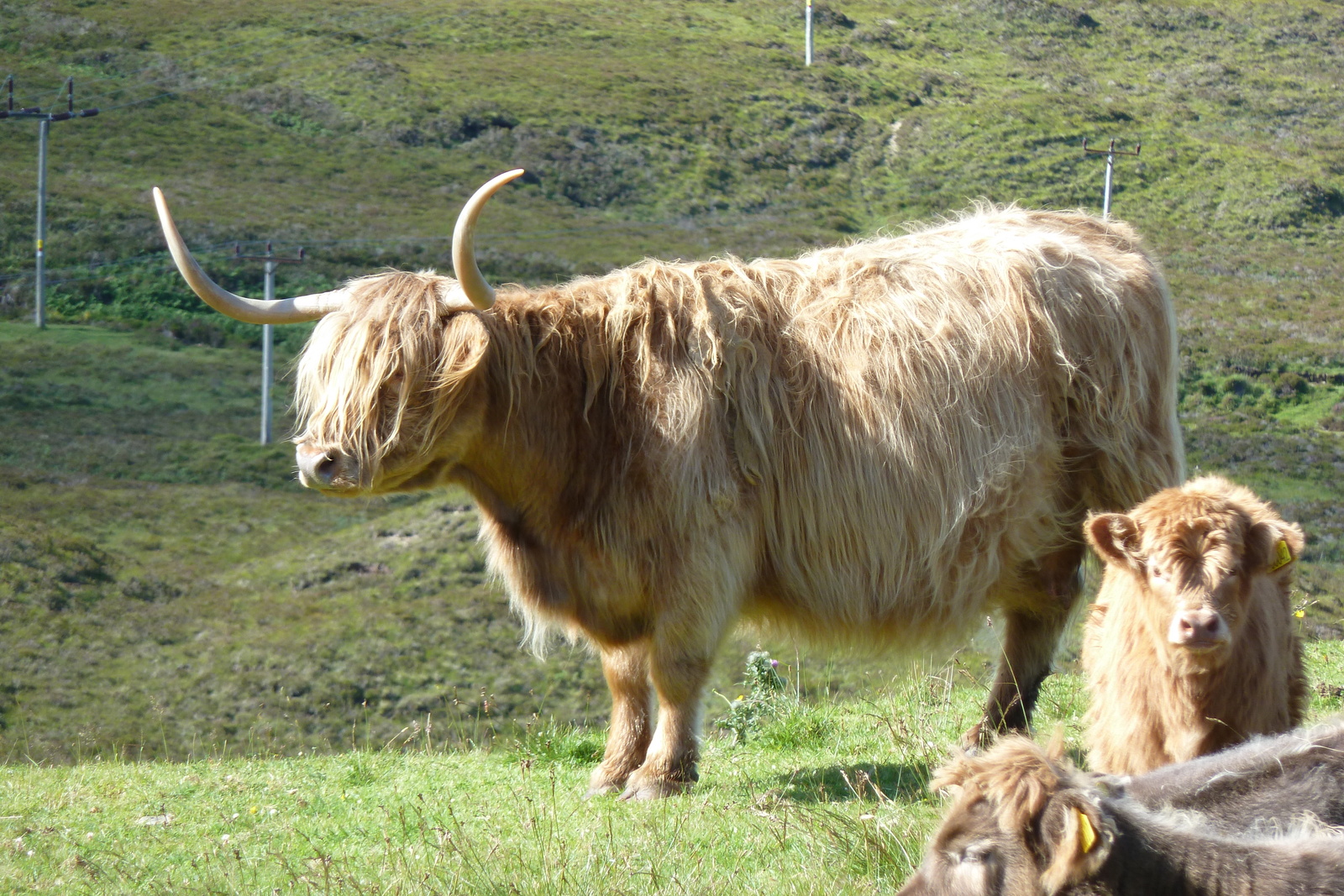 Picture United Kingdom Skye The Cullins 2011-07 56 - Photo The Cullins