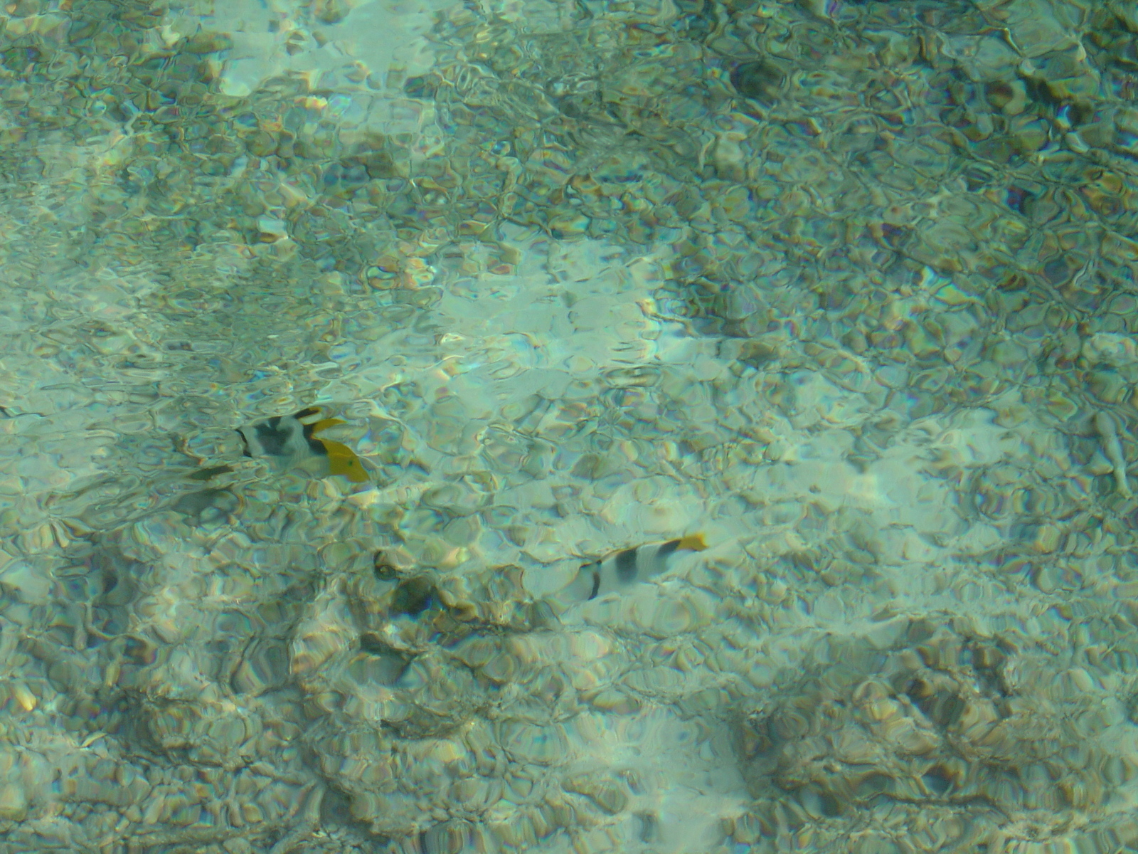 Picture Polynesia Meridien Bora Bora Hotel 2006-04 30 - Perspective Meridien Bora Bora Hotel