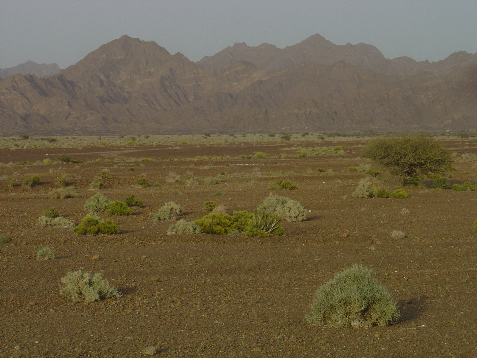 Picture Sultanate of Oman Buraimi to Mahada road 2005-03 19 - Trips Buraimi to Mahada road