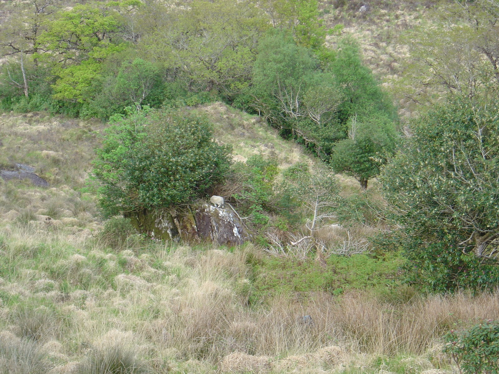 Picture Ireland Kerry Killarney National Park 2004-05 6 - Picture Killarney National Park