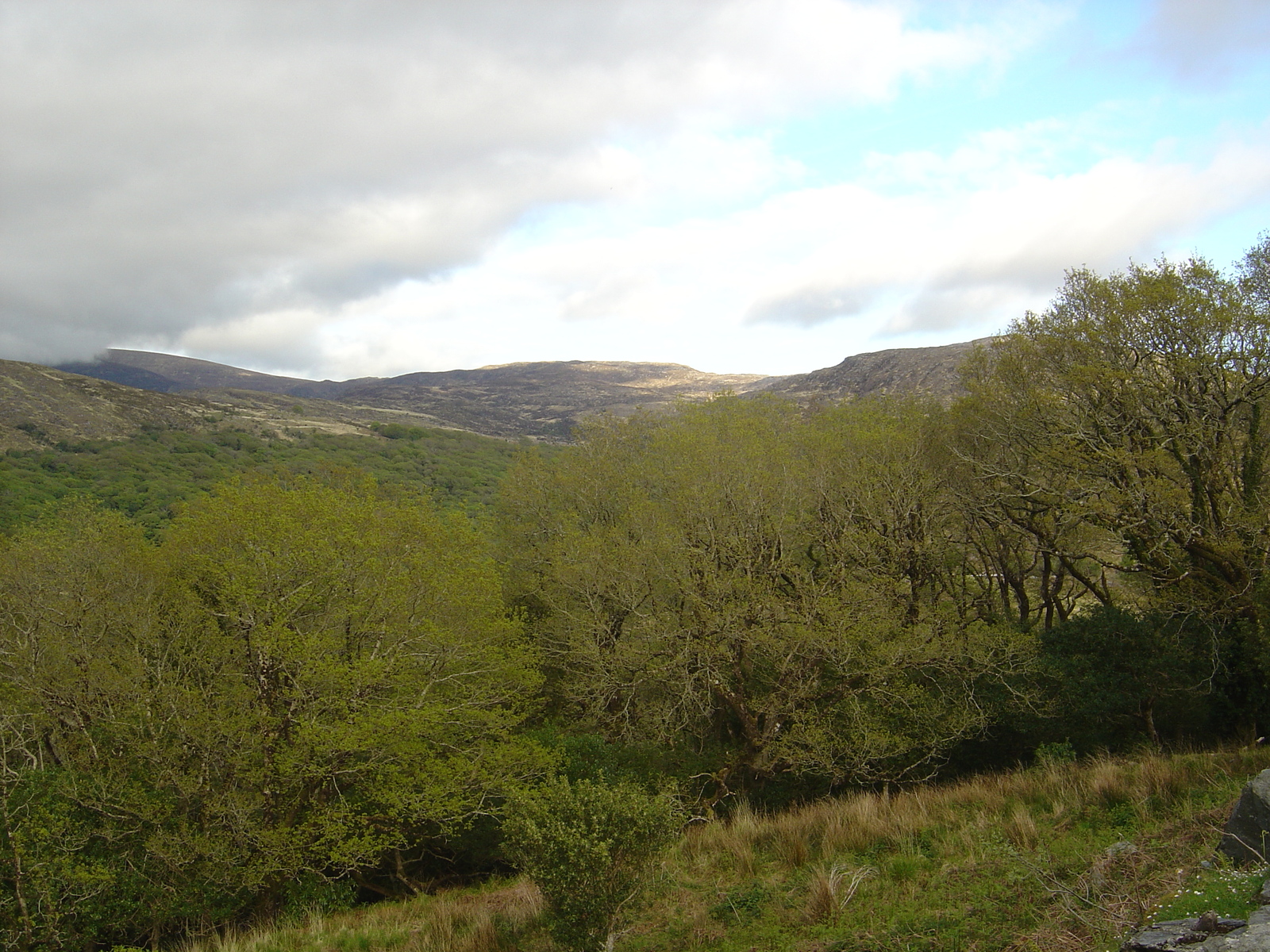 Picture Ireland Kerry Killarney National Park 2004-05 48 - Picture Killarney National Park