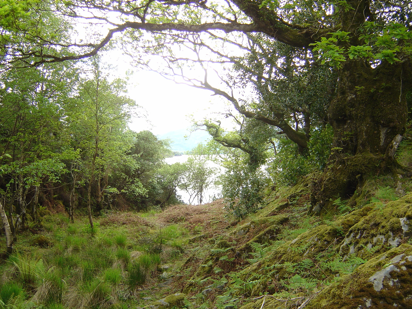 Picture Ireland Kerry Killarney National Park 2004-05 40 - Tourist Attraction Killarney National Park