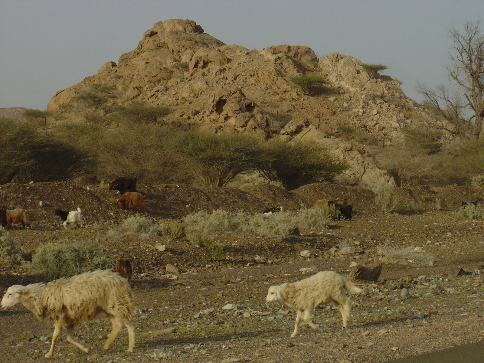 Picture Sultanate of Oman Buraimi to Mahada road 2005-03 30 - Photographers Buraimi to Mahada road