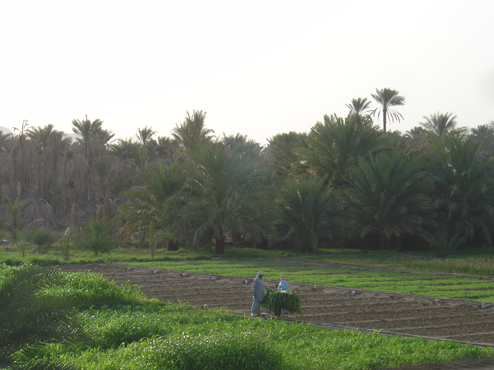 Picture Sultanate of Oman Mahada 2005-03 3 - Tourist Places Mahada