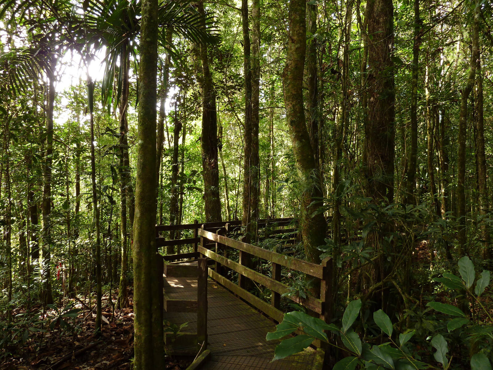 Picture New Caledonia Parc de la Riviere Bleue Le Grand Kaori 2010-05 50 - Picture Le Grand Kaori