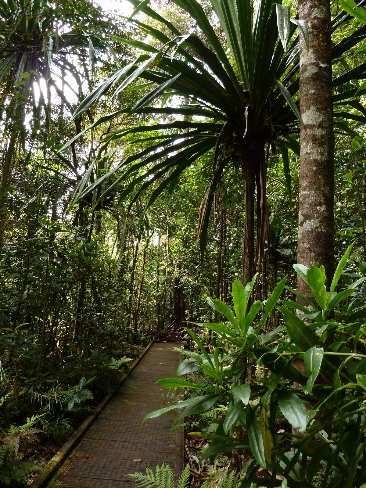 Picture New Caledonia Parc de la Riviere Bleue Le Grand Kaori 2010-05 11 - Road Le Grand Kaori