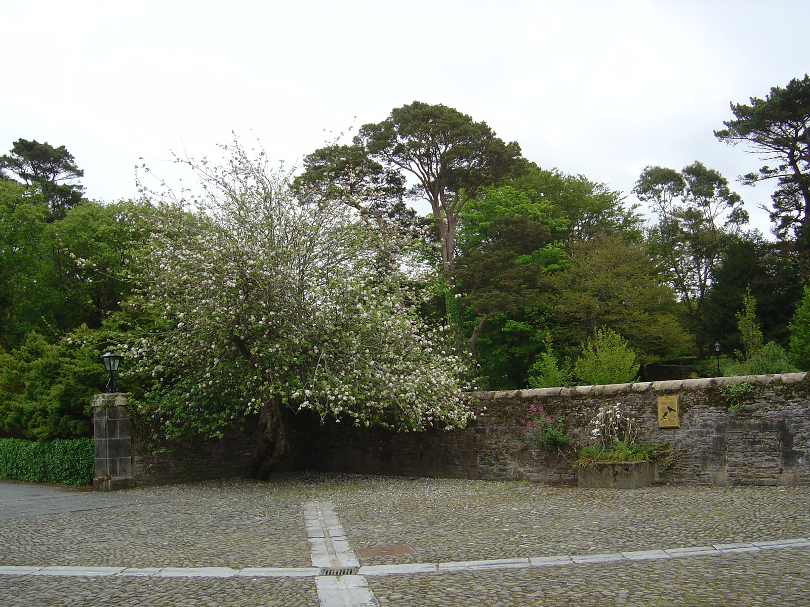 Picture Ireland Kerry Killarney National Park Muckross House 2004-05 43 - Discover Muckross House