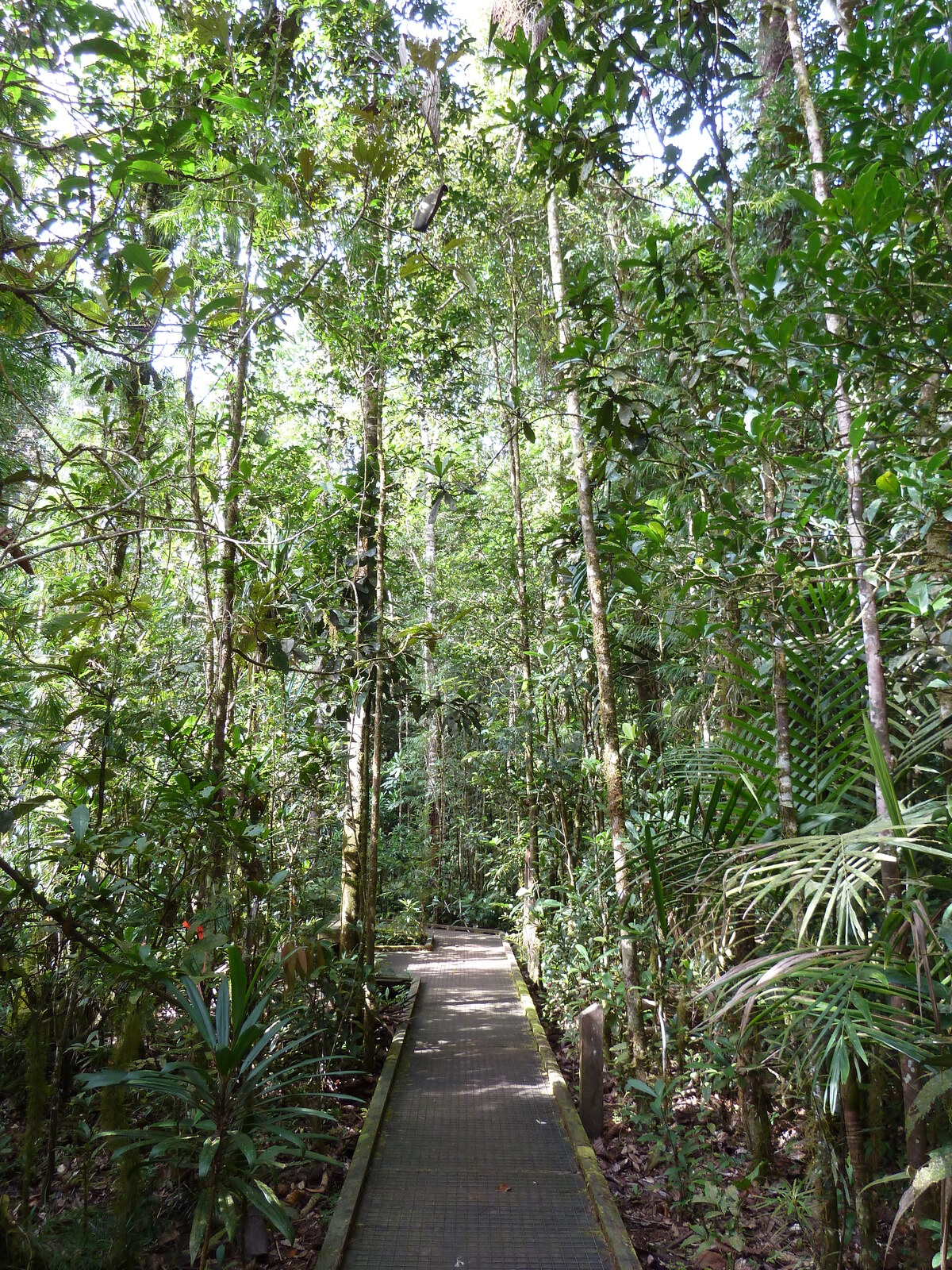 Picture New Caledonia Parc de la Riviere Bleue Le Grand Kaori 2010-05 5 - Photos Le Grand Kaori