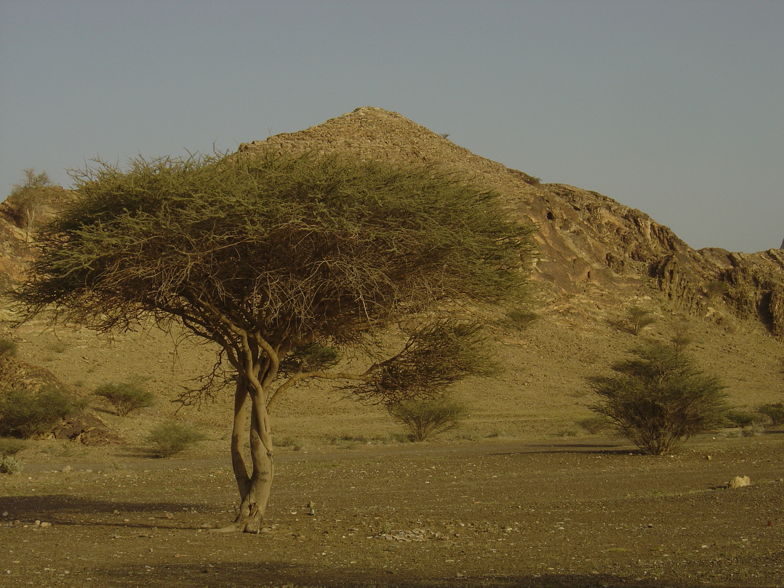 Picture Sultanate of Oman Buraimi to Mahada road 2005-03 3 - Randonee Buraimi to Mahada road