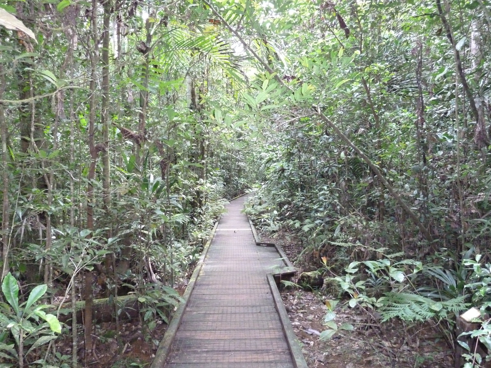 Picture New Caledonia Parc de la Riviere Bleue Le Grand Kaori 2010-05 28 - Tourist Attraction Le Grand Kaori