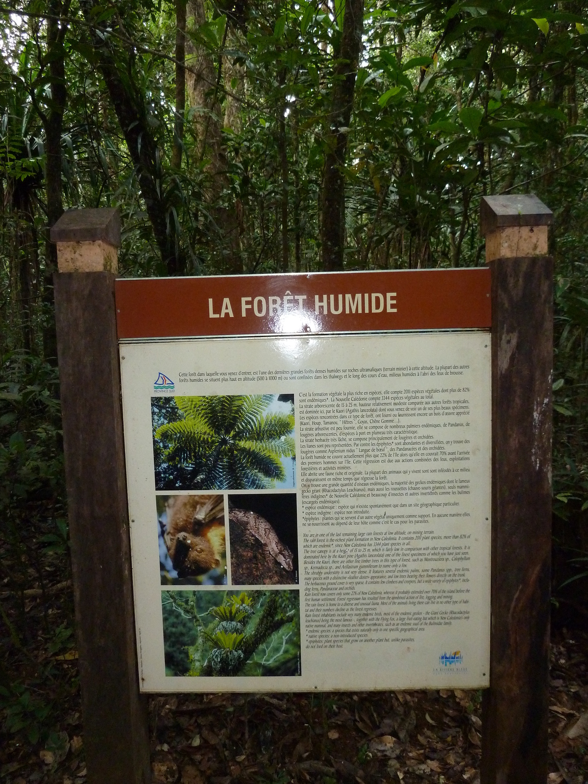 Picture New Caledonia Parc de la Riviere Bleue Le Grand Kaori 2010-05 10 - Trips Le Grand Kaori