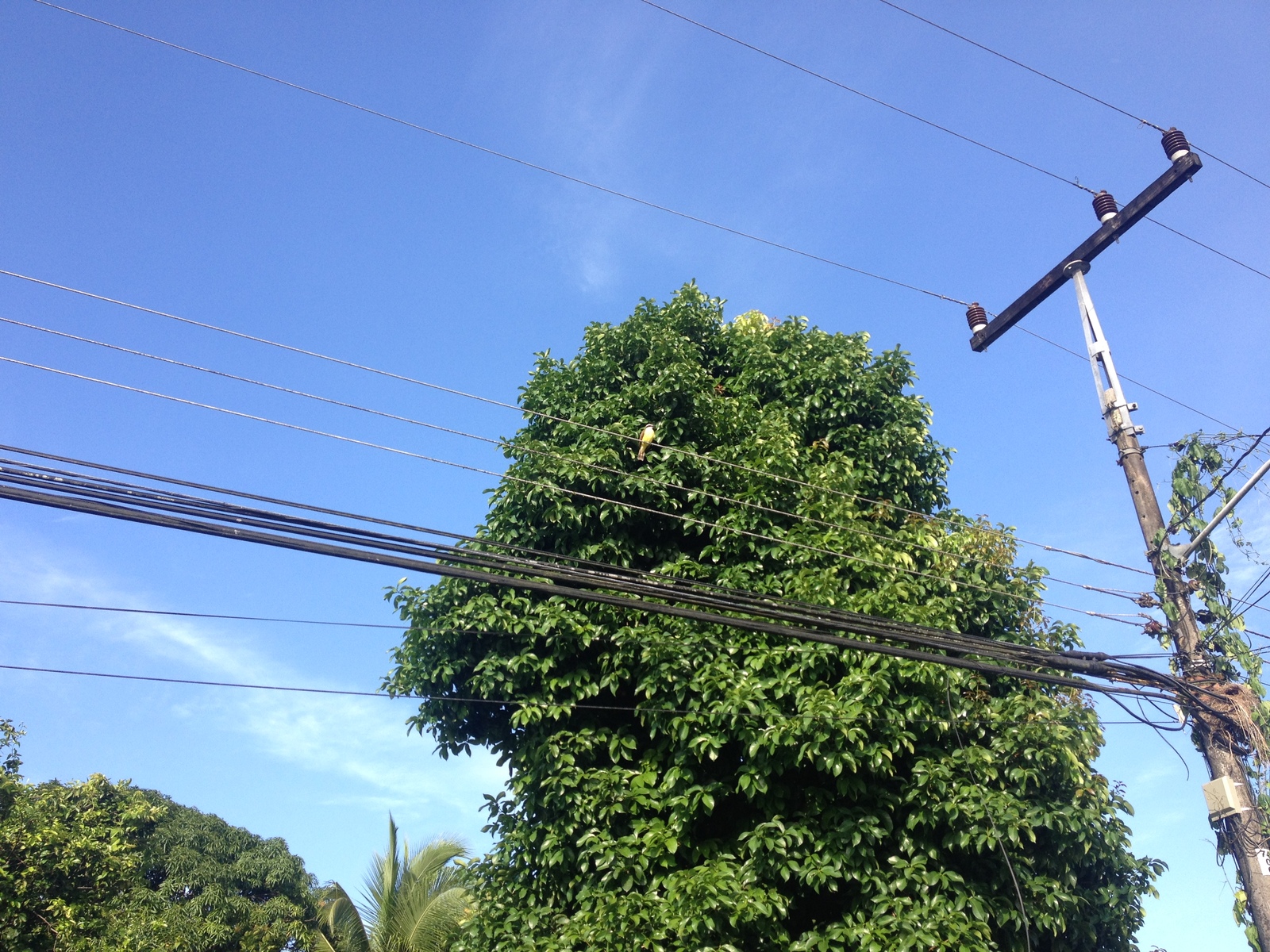 Picture Costa Rica Cahuita 2015-03 57 - Sightseeing Cahuita