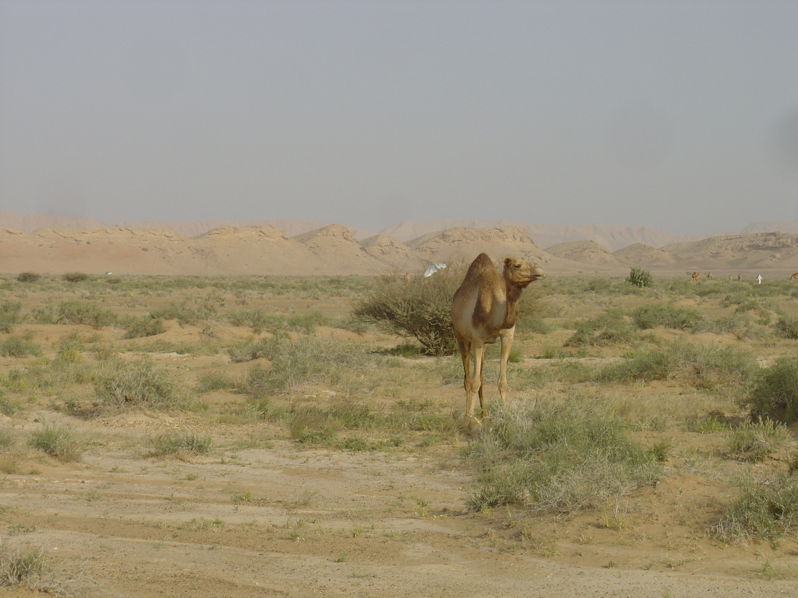 Picture Sultanate of Oman Buraimi to Mahada road 2005-03 40 - Discover Buraimi to Mahada road