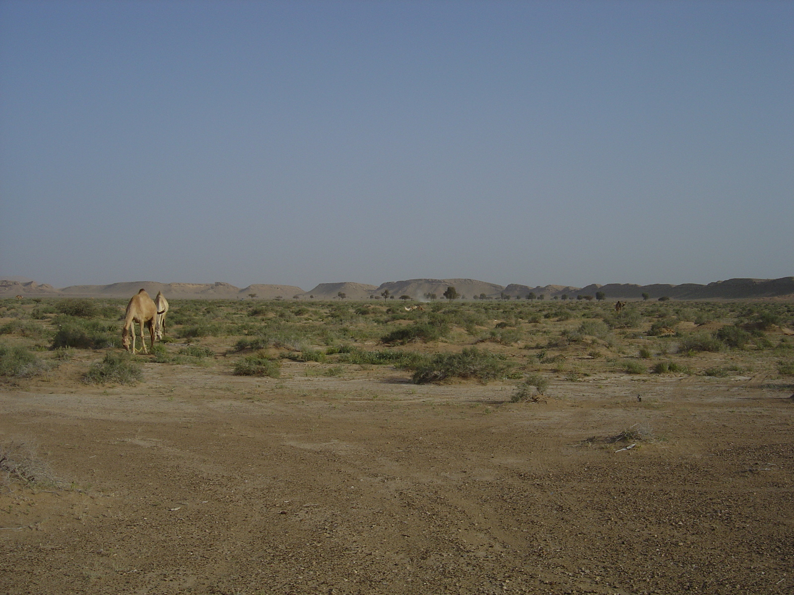 Picture Sultanate of Oman Buraimi to Mahada road 2005-03 44 - Pictures Buraimi to Mahada road