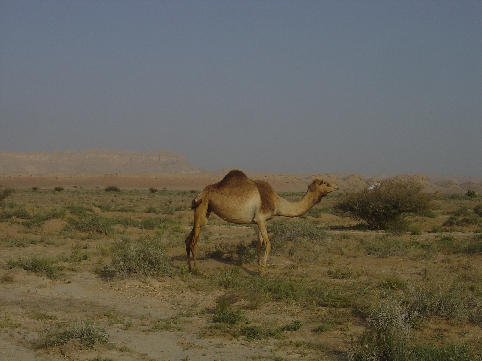 Picture Sultanate of Oman Buraimi to Mahada road 2005-03 33 - Photos Buraimi to Mahada road