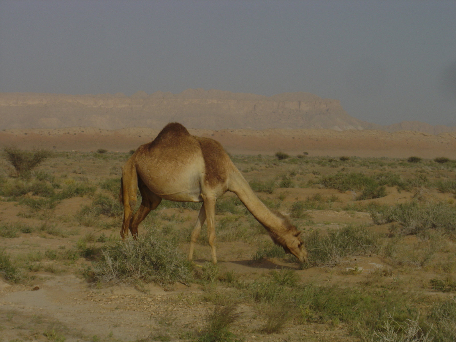 Picture Sultanate of Oman Buraimi to Mahada road 2005-03 28 - Photographer Buraimi to Mahada road