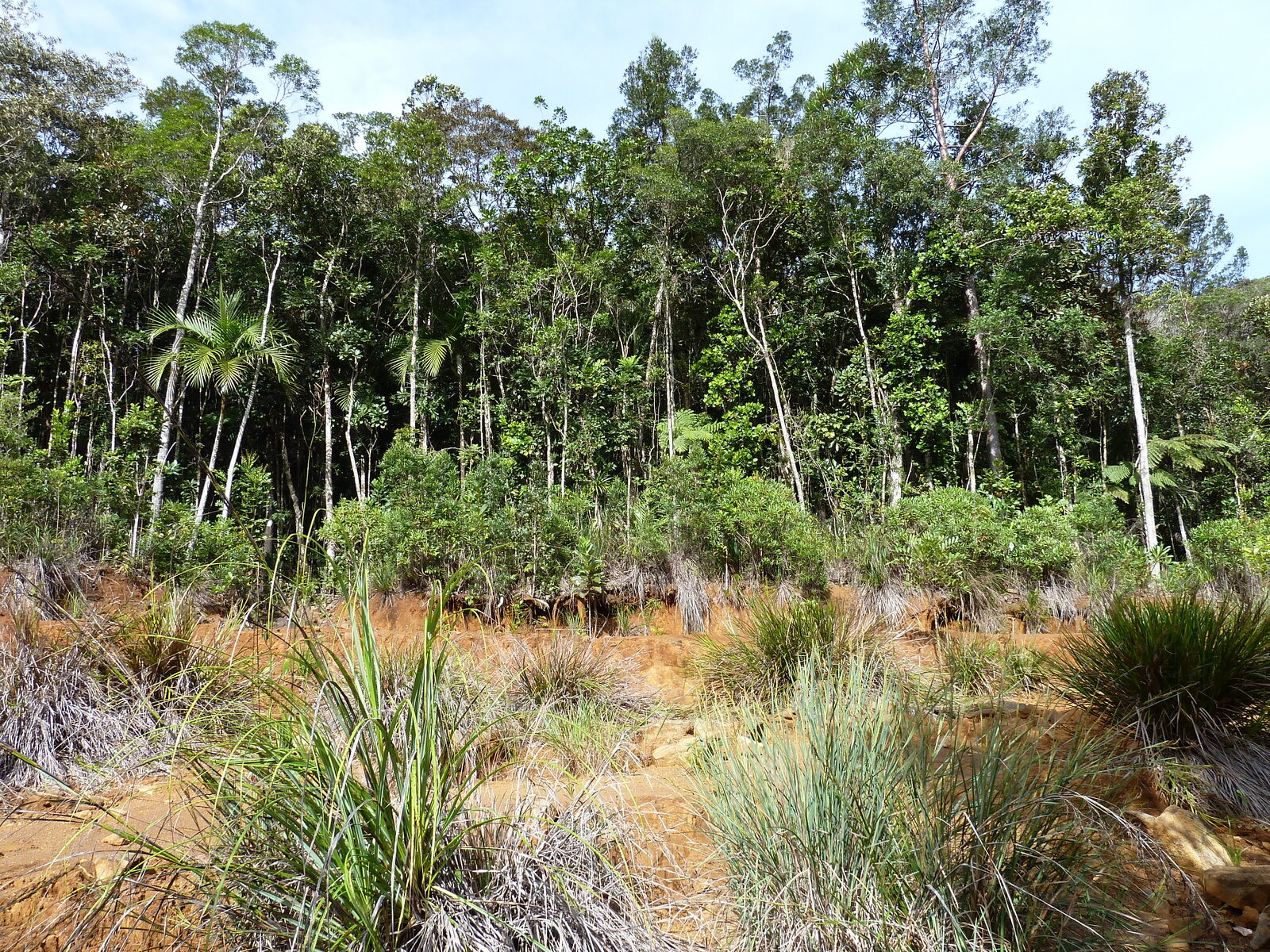 Picture New Caledonia Parc de la Riviere Bleue 2010-05 153 - Journey Parc de la Riviere Bleue