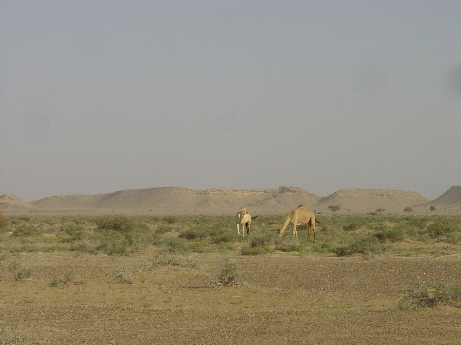 Picture Sultanate of Oman Buraimi to Mahada road 2005-03 27 - Pictures Buraimi to Mahada road