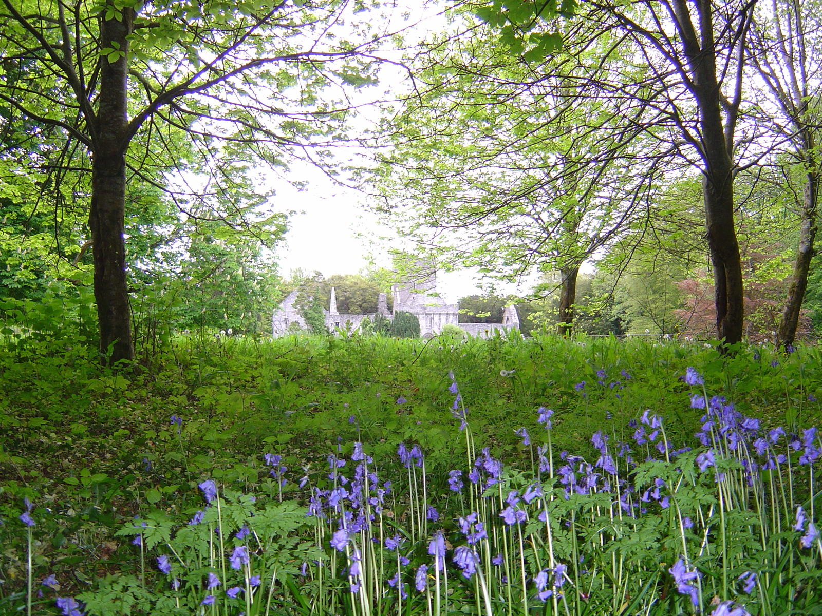 Picture Ireland Kerry Killarney National Park Muckross Lake 2004-05 8 - Perspective Muckross Lake