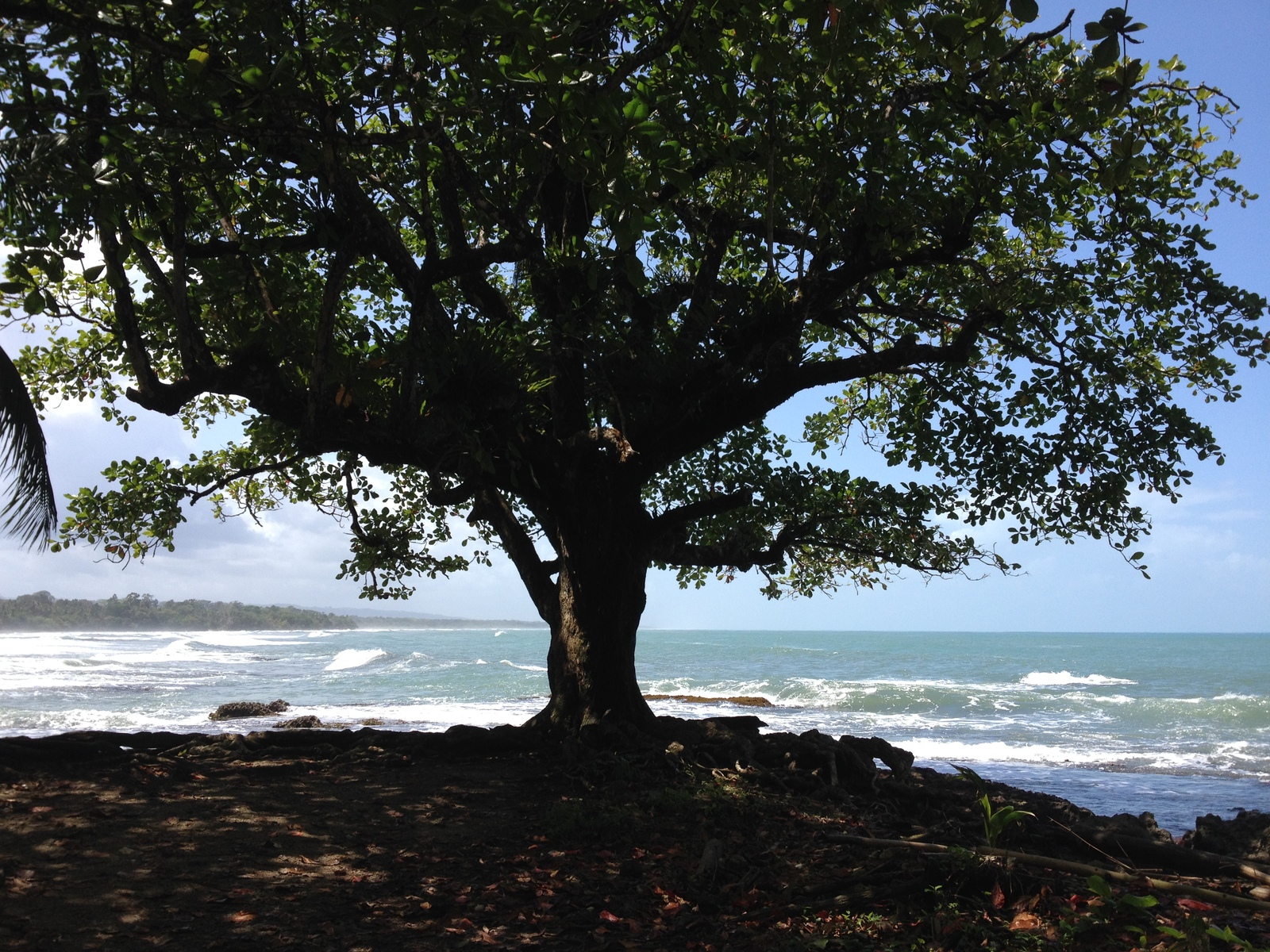 Picture Costa Rica Cahuita 2015-03 261 - Perspective Cahuita