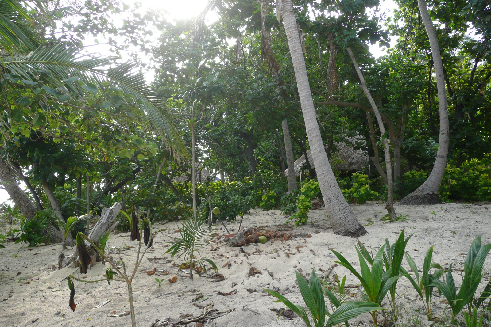 Picture Fiji Beachcomber Island 2010-05 24 - Trip Beachcomber Island