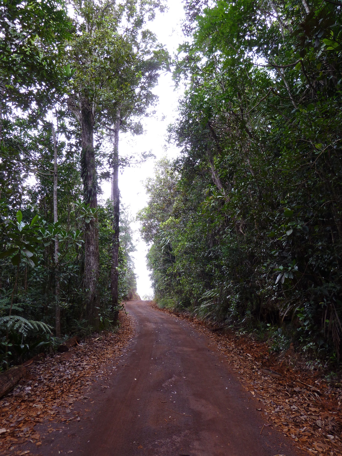 Picture New Caledonia Parc de la Riviere Bleue 2010-05 18 - Sightseeing Parc de la Riviere Bleue