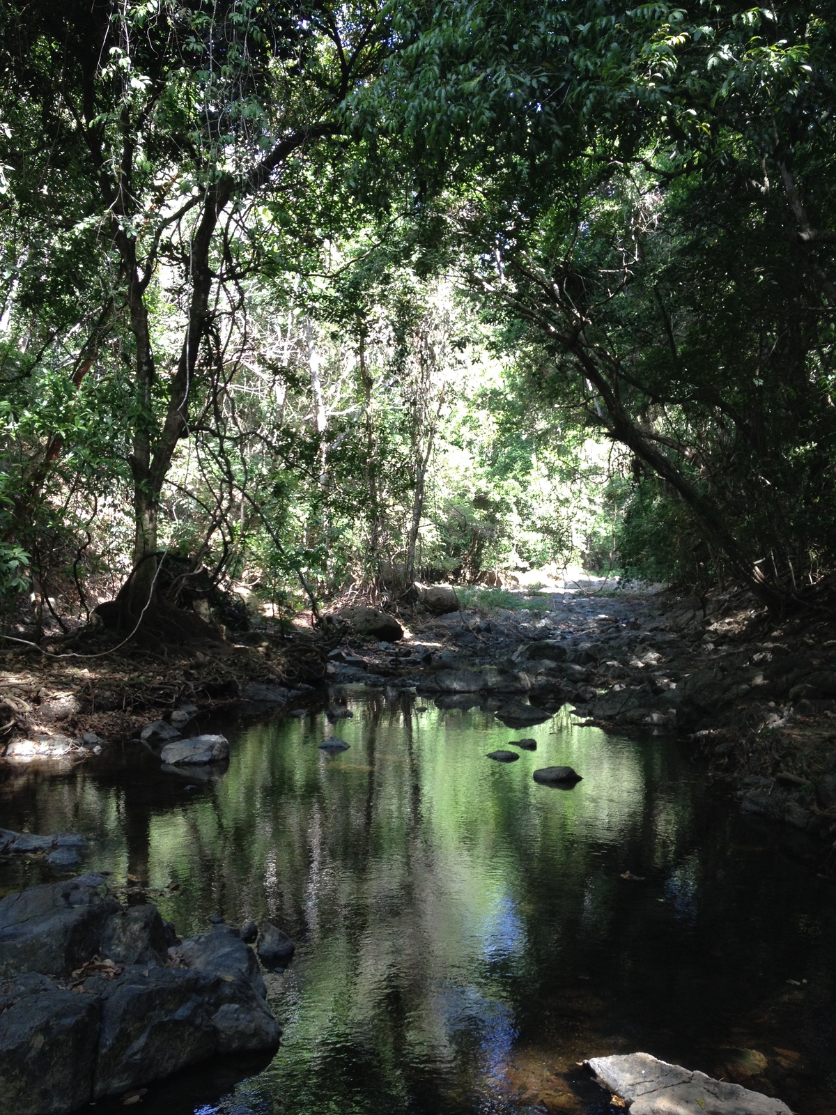 Picture Costa Rica Montezuma 2015-03 234 - Photos Montezuma