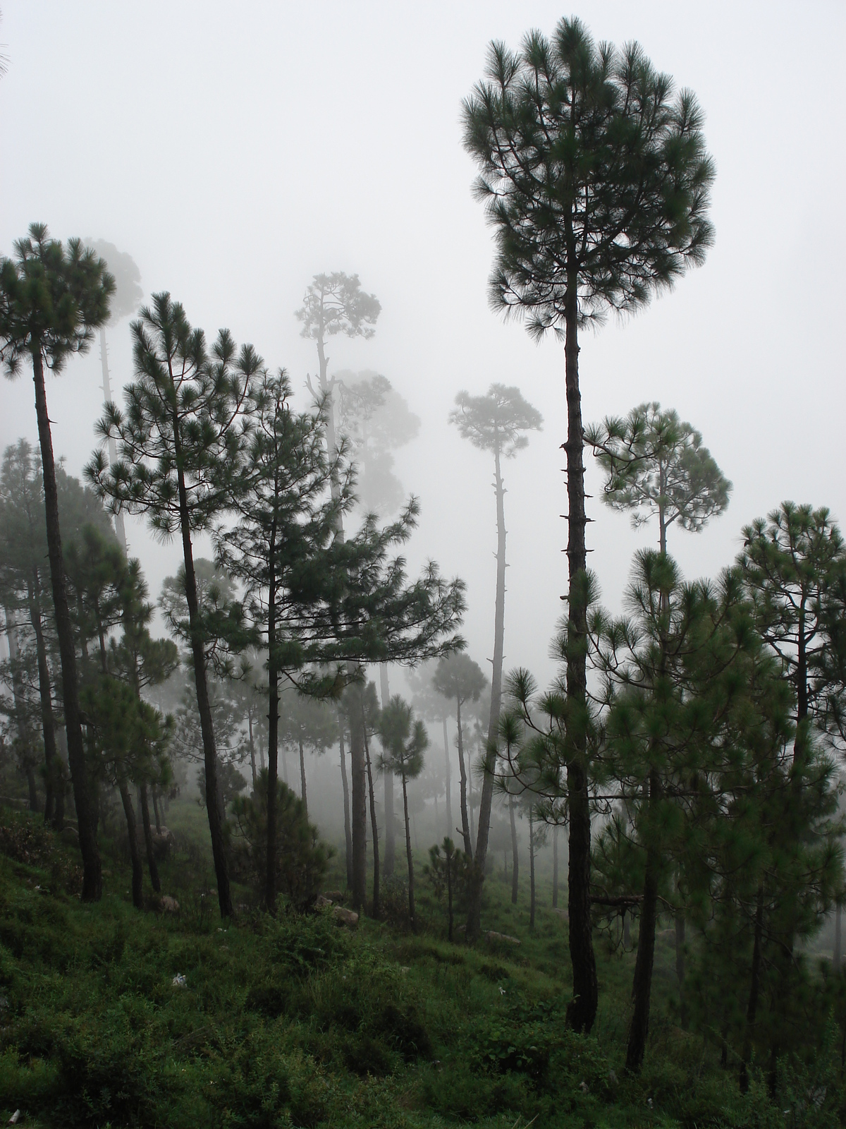 Picture Pakistan Murree 2006-08 39 - Sight Murree