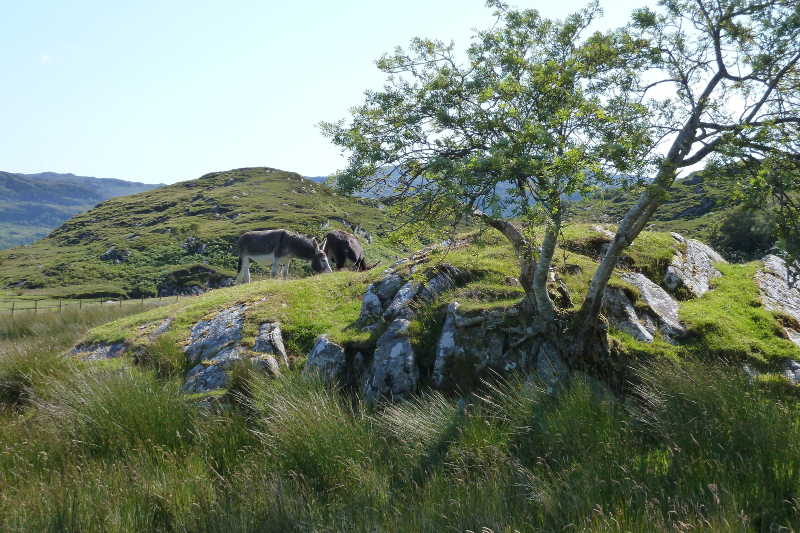 Picture United Kingdom Scotland Salen 2011-07 76 - Tourist Places Salen