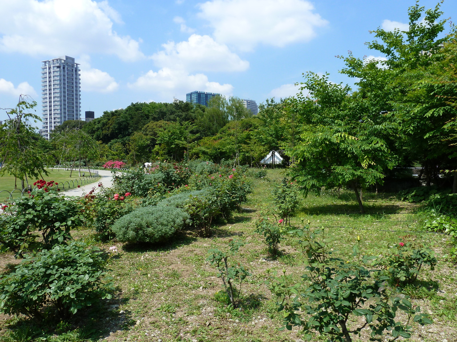 Picture Japan Tokyo Shiba Park 2010-06 27 - Photographer Shiba Park