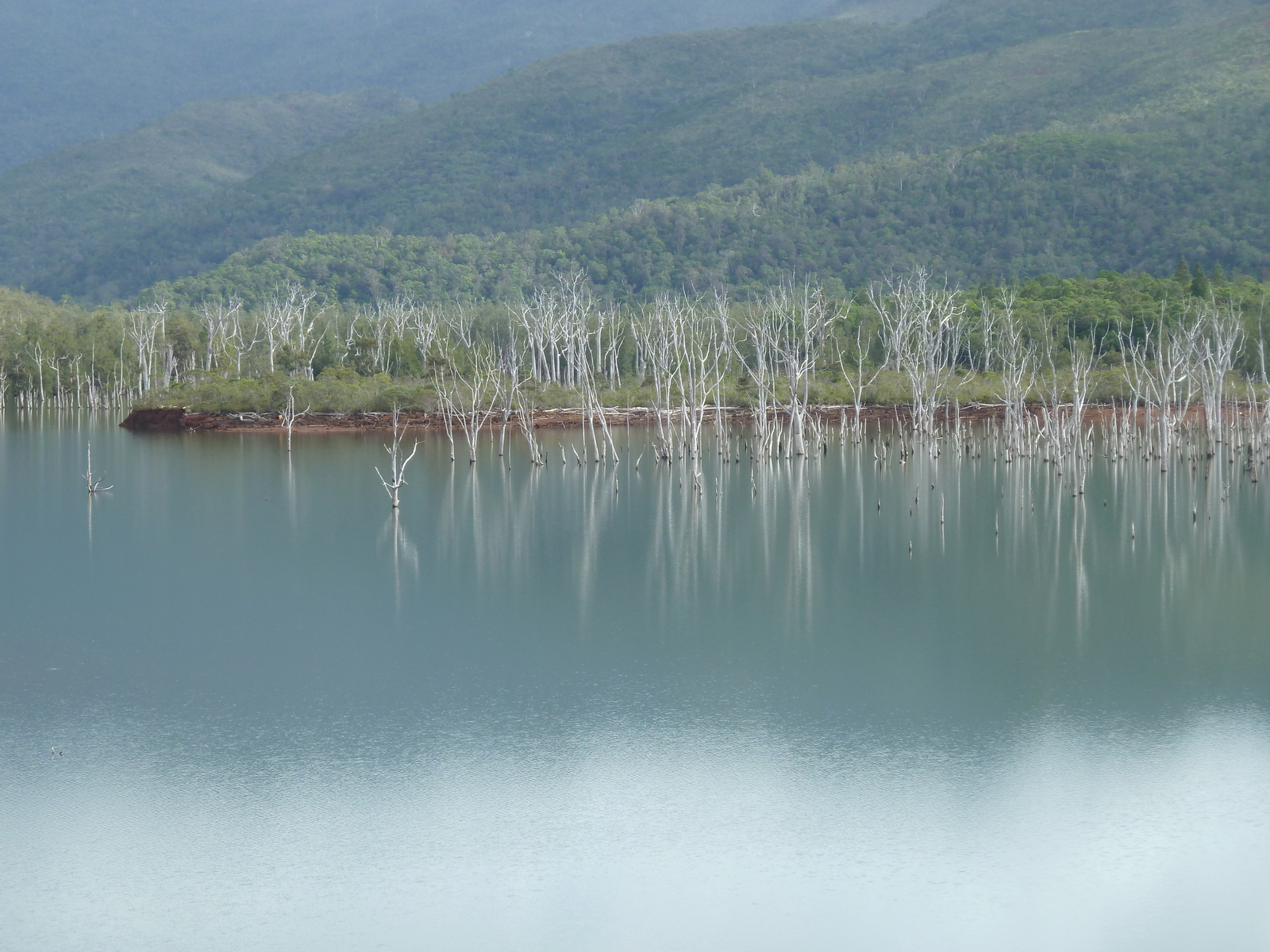 Picture New Caledonia Parc de la Riviere Bleue 2010-05 42 - Photos Parc de la Riviere Bleue